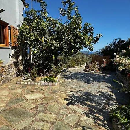 Beautiful Traditional Gardenia In
